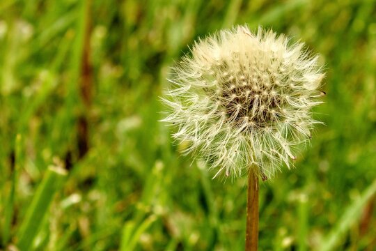 dandelion head