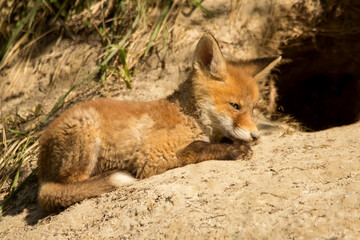 Red fox young juvenile immature baby (Vulpes vulpes) european fox sleeping and resting in front of the hole, Fox in natural habitat in spring, order carnivora