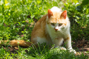 Naklejka na ściany i meble Portrait of red cat. Ginger country cat in the grass