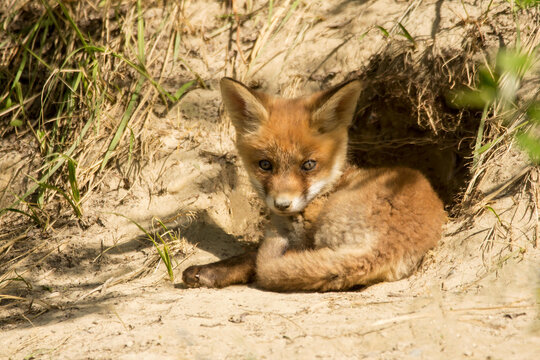 Red fox young juvenile immature baby (Vulpes vulpes) european fox sleeping and resting in front of the hole, Fox in natural habitat in spring, order carnivora