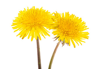 dandelion flower isolated