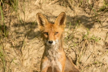 Plakat Red fox adult female (Vulpes vulpes) large european fox in front of the hole during mating season with young fox inside the nestig hole. Fox in natural habitat in spring, order carnivora