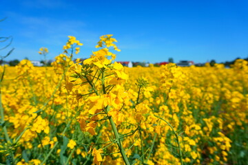 Obraz premium Yellow Flower field 