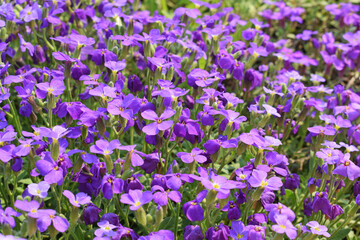 Obraz premium Beautiful lilac flowers on a flower bed in the garden.Floral background.
