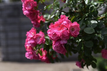 Early summer roses in full bloom.