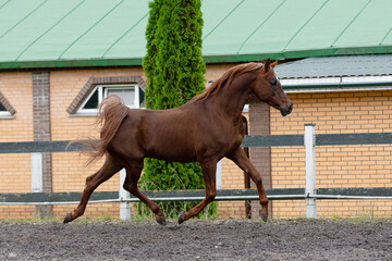 Beautiful chestnut horse running in paddock on the sand background