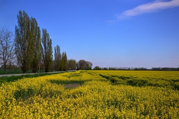 Obraz premium Landscape with flowering yellow Rapeseed field Brassica Napus with asphalt road and line of tall poplar trees on the left. Spring clear sunny day with some cloud on the sky. Location Slovakia lowland.