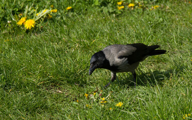 A crow looking for food in the lush grass