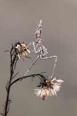 Graceful insect Empusa pennata on a dry sprig waiting for prey in the meadow