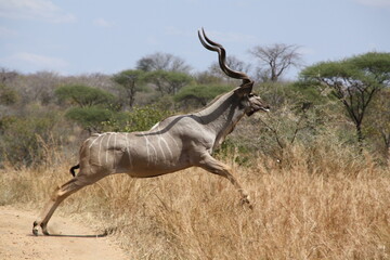 Kudu