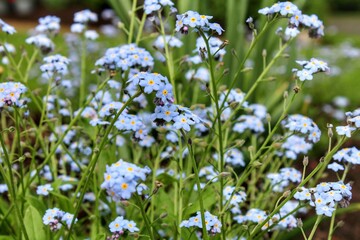 Obraz premium Forget me note 
