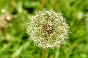 dandelion seed head