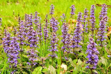 Obraz premium flowers in the field