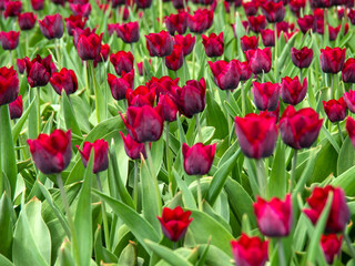 Blooming tulips. Beautiful spring flowers.