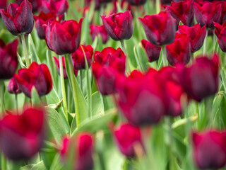Blooming tulips. Beautiful spring flowers.