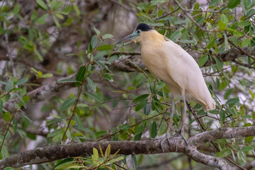 The capped heron (Pilherodius pileatus)
