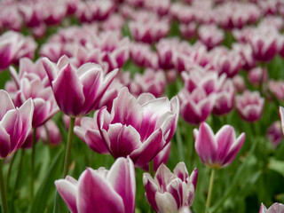 Obraz na płótnie Canvas Blooming tulips. Beautiful spring flowers.