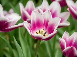 Fototapeta premium Blooming tulips. Beautiful spring flowers.