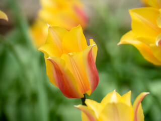 Fototapeta na wymiar Blooming tulips. Beautiful spring flowers.