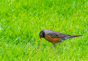 American robin pulling a worm out of the ground with green grass background