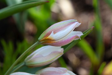 Polychrome tulip, Tulipa polychroma
