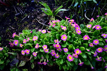 perennial primrose in a flower bed