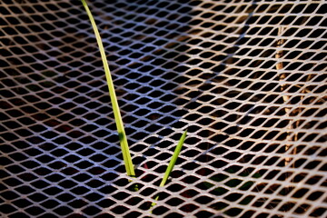green blade of grass and metal grate