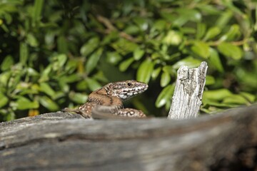 Catalan wall lizard, Podarcis liolepis