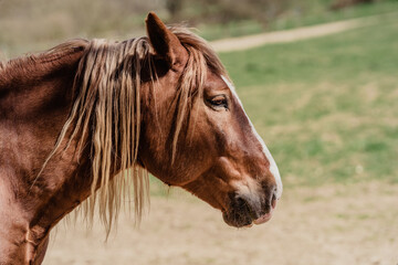 Obraz premium portrait of a horse on a pasture in nature