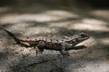 lizard on the rock