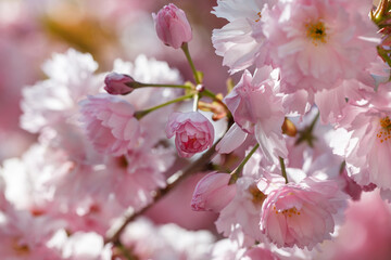 Beautiful Pink Sakura flowers, cherry blossom during springtime against blue sky. Cherry with pink double flowers and green leaves, close-up. Flowering tree.