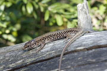 Catalan wall lizard, Podarcis liolepis