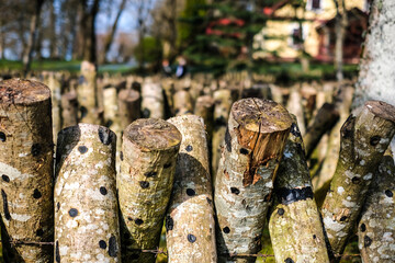 Logs for shiitake mushroom growing outdoors. Green farming. Cultivation and growth of the Shiitake...