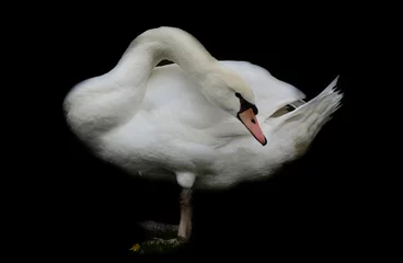  A white beautiful and elegant swan stands in front of a dark background in the meadow and bends its head and neck back © leopictures