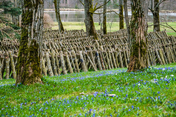 Logs for shiitake mushroom growing outdoors. Green farming. Cultivation and growth of the Shiitake mushrooms in Japanese technology on oak logs . Defocused