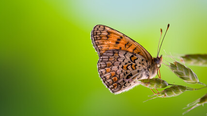 Butterfly sitting on herb leaf