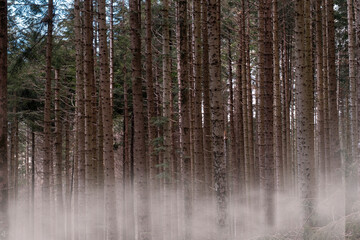 tall fir forest with fog