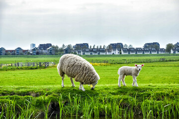 Sheep and lamb in the meadow on the outskirts of the big city. Netherlands, Holland, Europe