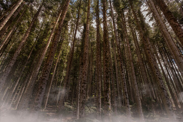 tall fir forest with fog on the ground