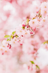 Obraz premium Amazing pink cherry blossoms on the Sakura tree. Beautiful spring tree.