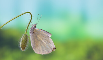 Butterfly sitting on poppy flower