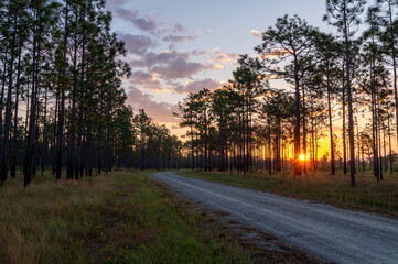 Dirt Road Through Savanna at Sunrise