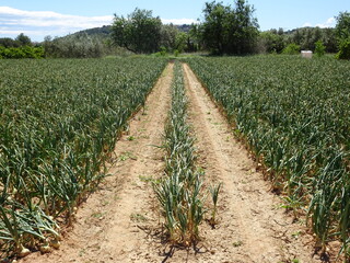 Fototapeta na wymiar Agricultural Field of Spanish Onions