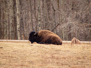 Woodland Bison Grassing