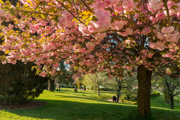 Eur pond glimpse of the beautiful flower garden in spring, with pink Japanese cherry trees in full bloom. Japanese Hanami Festival, Japan Walk. Rome Italy.