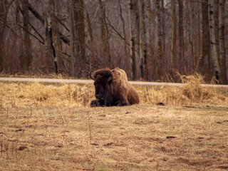 Woodland Bison Grassing