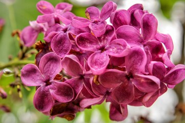 Closeup of lilac blooms 