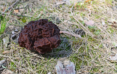 Gyromitra esculenta growing in forest in spring time. this fungus looks like brain.