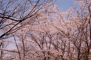 Fototapeta na wymiar 봄날의 풍경