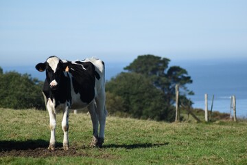 cow